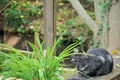 猫の細道の写真_257602