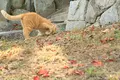 千光寺の写真_257612