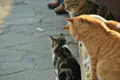 千光寺の写真_257614