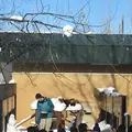 旭川市 旭山動物園の写真_257793