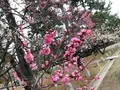 京都御苑の写真_258475