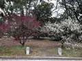 京都御苑の写真_258476