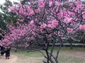 京都御苑の写真_258477
