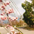 大阪城の写真_258628