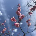 太陽の塔の写真_258668