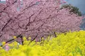 五ヶ瀬川の写真_259725