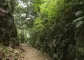 照葉大吊橋の写真_260232