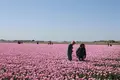 ホールンの写真_261312