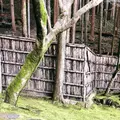 銀閣寺(東山慈照寺)の写真_261350