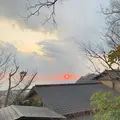 無雙庵枇杷の写真_261523