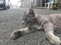 三崎漁港の写真_261868