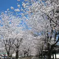 菊池神社参道の写真_262206