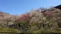 木下沢梅林の写真_262416