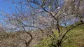 木下沢梅林の写真_262417