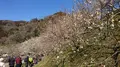 木下沢梅林の写真_262419