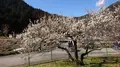 木下沢梅林の写真_262420