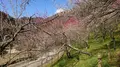 木下沢梅林の写真_262421