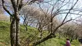 木下沢梅林の写真_262423