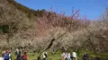 木下沢梅林の写真_262424