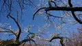 木下沢梅林の写真_262426