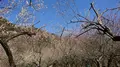 木下沢梅林の写真_262427