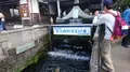 忍野八海の写真_262441