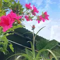 壺屋やちむん通りの写真_262865