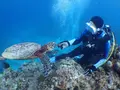 慶良間諸島周辺の写真_262962