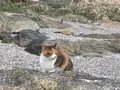 城ヶ島 馬の背洞門の写真_263370