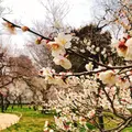弘道館公園の写真_263927