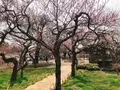 弘道館公園の写真_263928