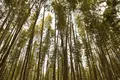嵐山の写真_263954