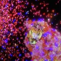 【閉業】森ビルデジタルアートミュージアム：エプソン チームラボボーダレス（MORI Building Digital Art Museum: EPSON teamLab Borderless）の写真_264176