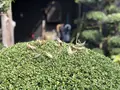 内子の町並みの写真_264221