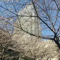 マンダリンオリエンタル東京の写真_265543