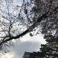 小田原城の写真_266137