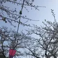 小田原城の写真_266138