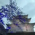 小田原城の写真_266192