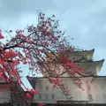 小田原城の写真_266193