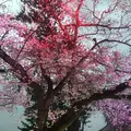 小田原城の写真_266194