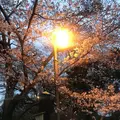 小田原城の写真_266195