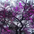 小田原城の写真_266196