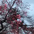 小田原城の写真_266198
