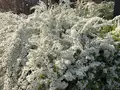 京都府立植物園の写真_267745