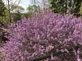 京都府立植物園の写真_267746