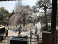 千本釈迦堂（大報恩寺）の写真_267749
