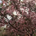 武蔵野の森公園の写真_268074