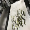 おさかな集積所”おとと”の写真_268306