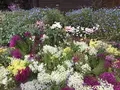 道の駅とみうら枇杷倶楽部の写真_268404