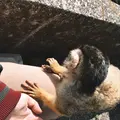 伊豆シャボテン動物公園の写真_268636